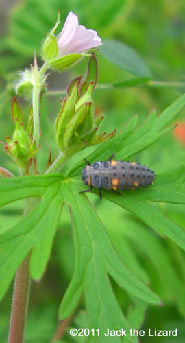 ladybird/ladybug