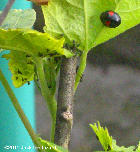 ladybird/ladybug