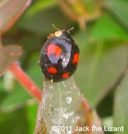 ladybird/ladybug