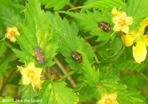 ladybird/ladybug