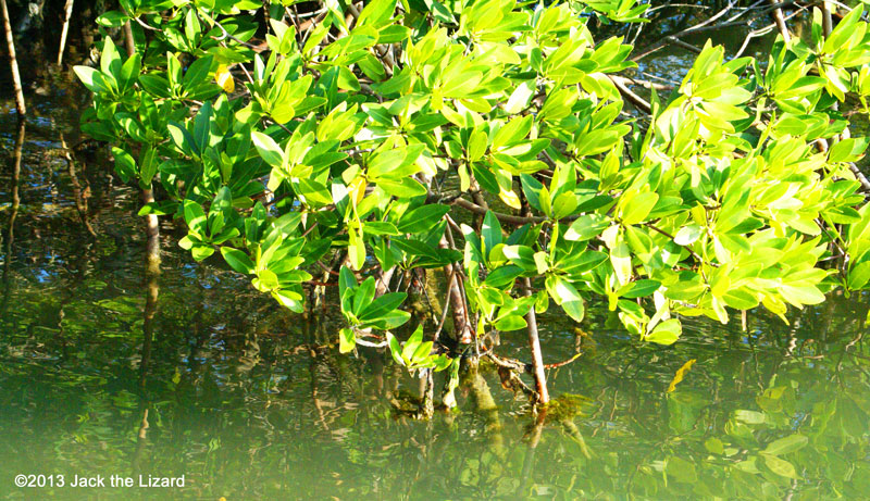 Mangrove - Jack the Lizard Wonder World