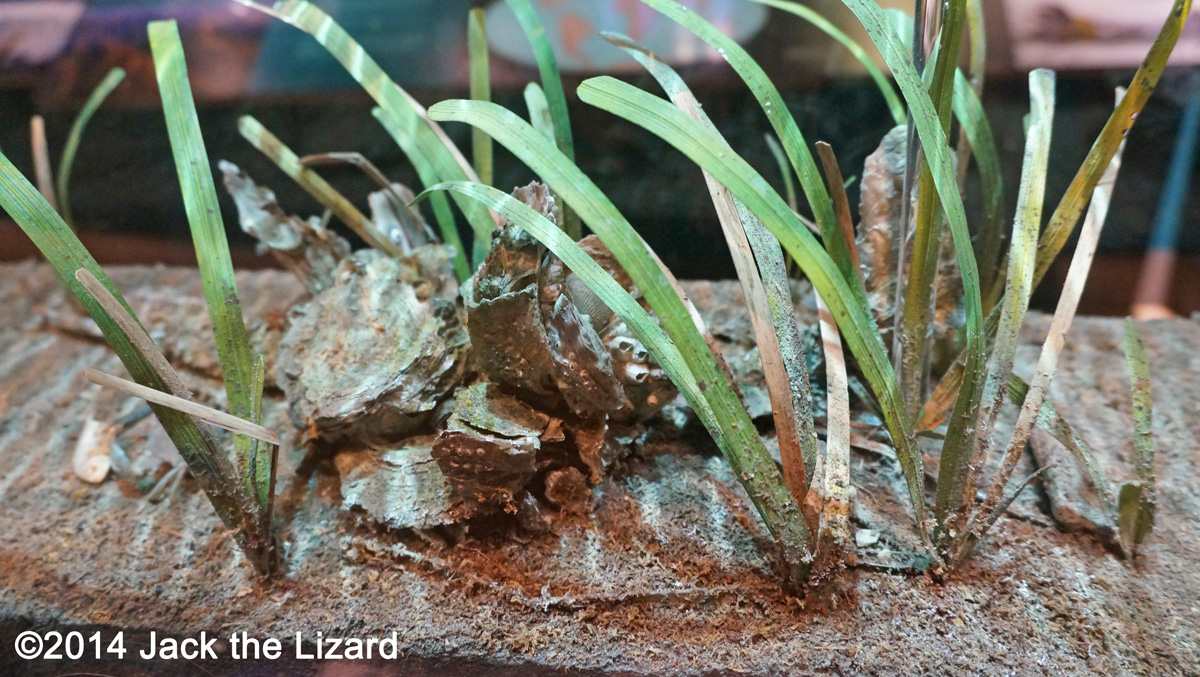 Estuaries Environment - Jack the Lizard Wonder World