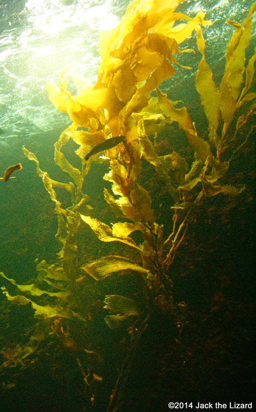 Giant Kelp - Jack the Lizard Wonder World