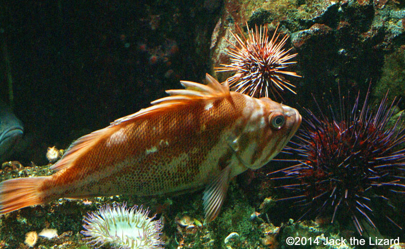 Sea urchins and the Copper Rockfish on the ocean floor - Jack the Lizard Wonder World