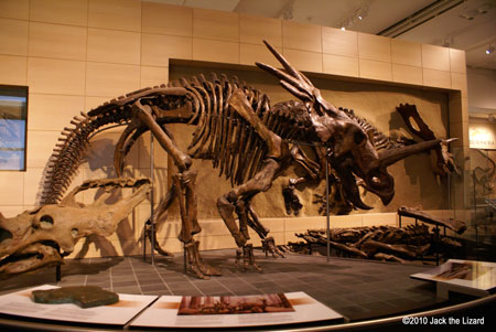 Styracosaurus, Canadian Museum of Nature