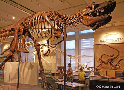 Daspletosaurus, Canadian Museum of Nature