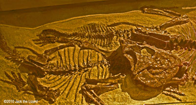 Leptoceratops, Canadian Museum of Nature