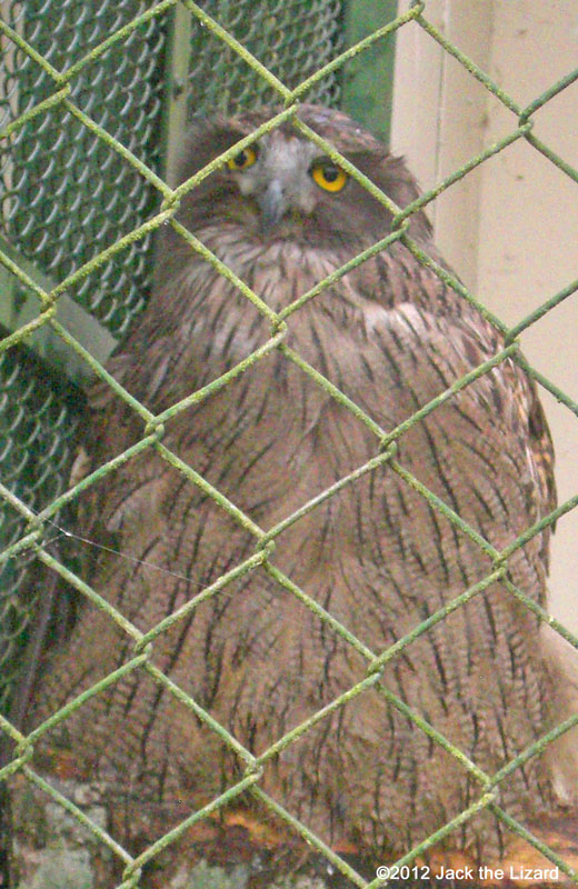 Blakiston's Fish Owl