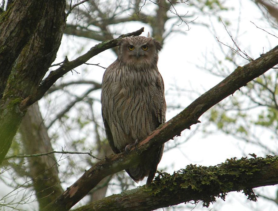 Blakiston's Fish Owl