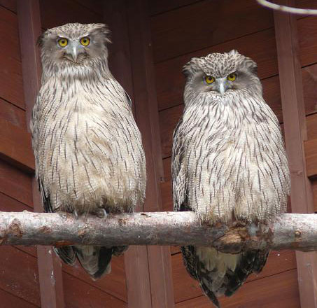 Blakiston's Fish Owl