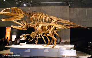 Full grown and juvenile Mapusaurus