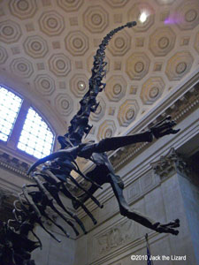 Barosaurus