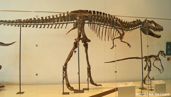 Albertosaurus, ROM