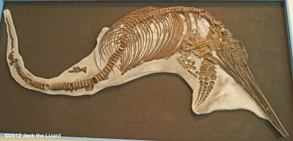 Excalibosaurus, ROM