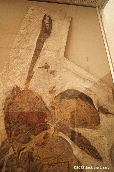 Eurypterids, ROM