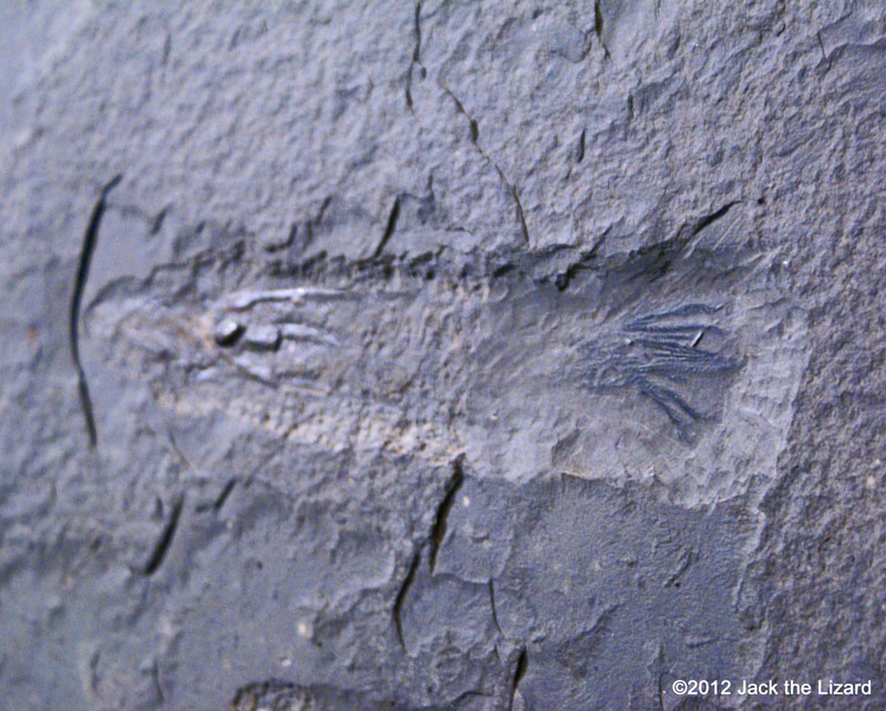 Belemnites, ROM