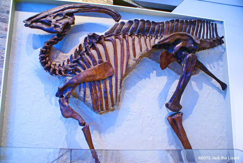 Parasaurolophus, ROM