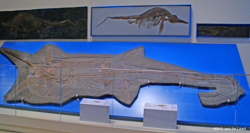 Eurhinosaurus, ROM