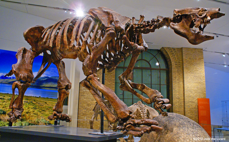 Eremotherium, ROM