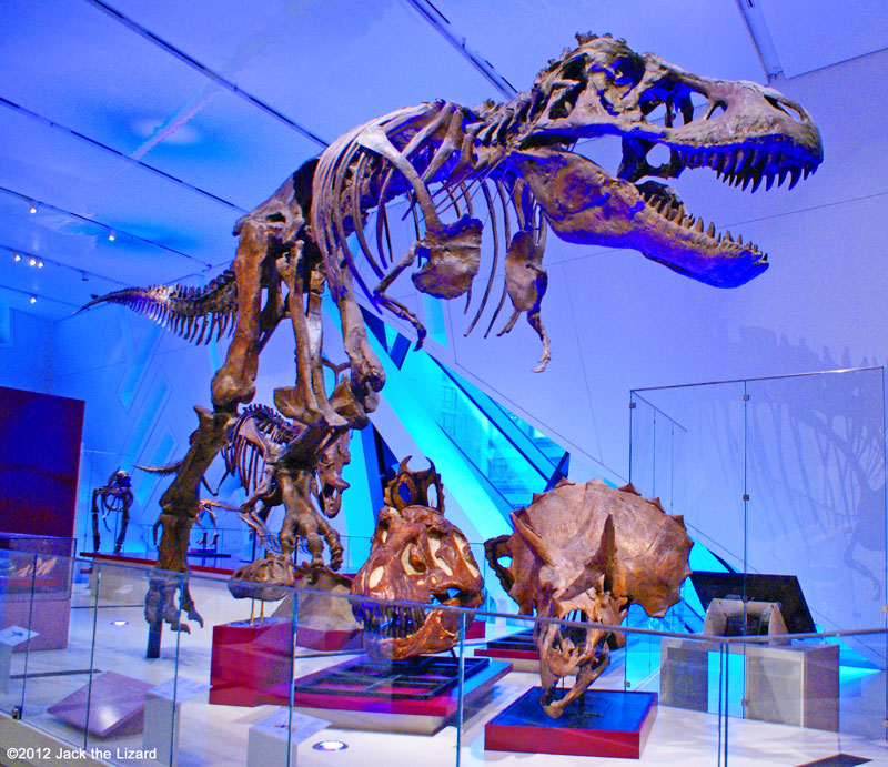 Tyrannosaaurus rex, ROM