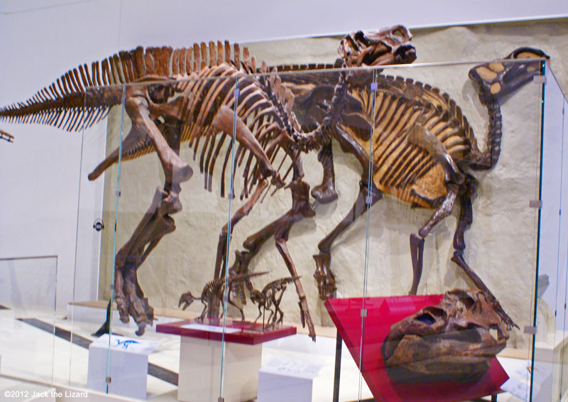 Gryposaurus, ROM