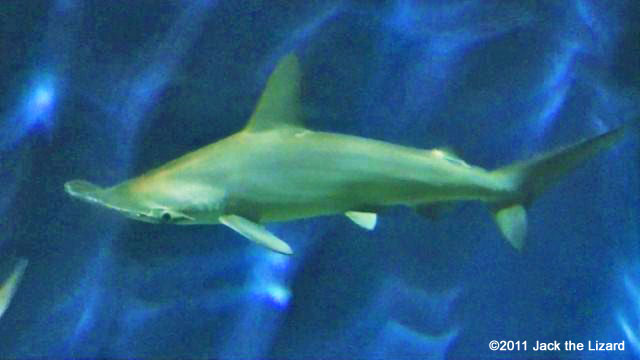 Scalloped hammerheads