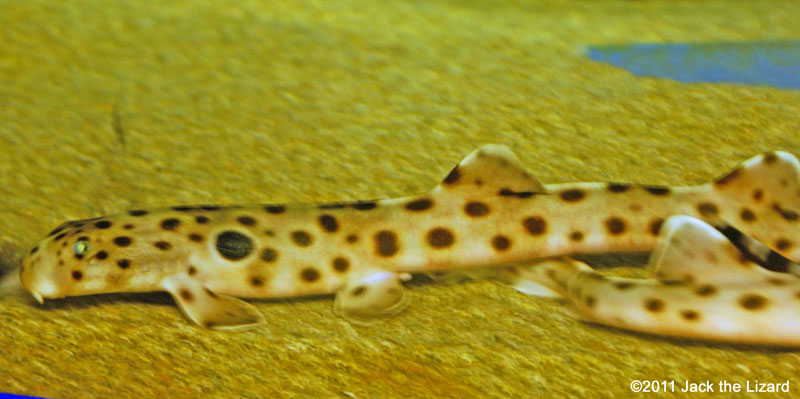 Epaulette shark