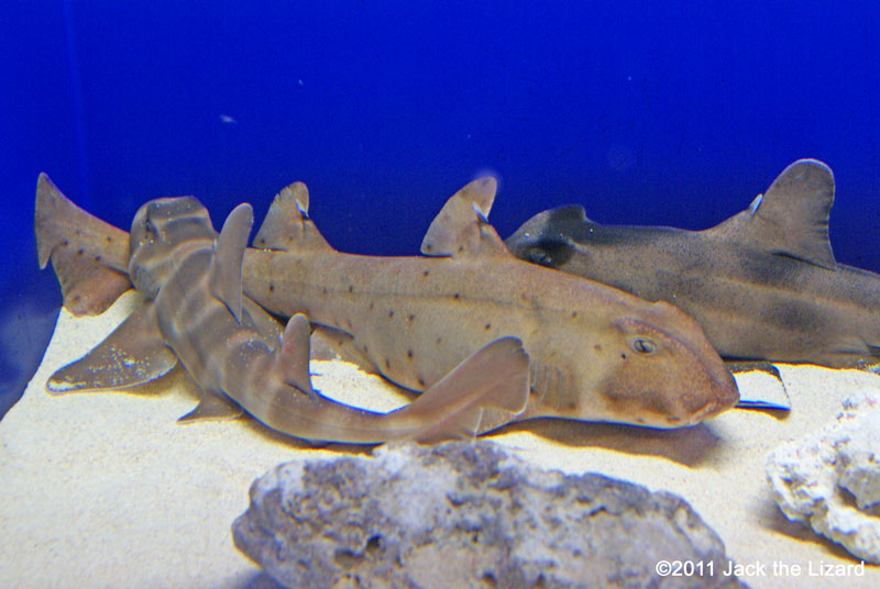 Japanese bullhead shark, Horn shark, Crested bullhead shark