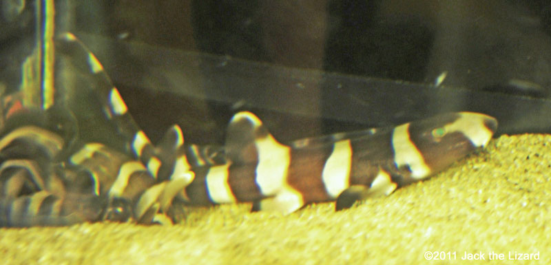 Young brownbanded bamboo sharks