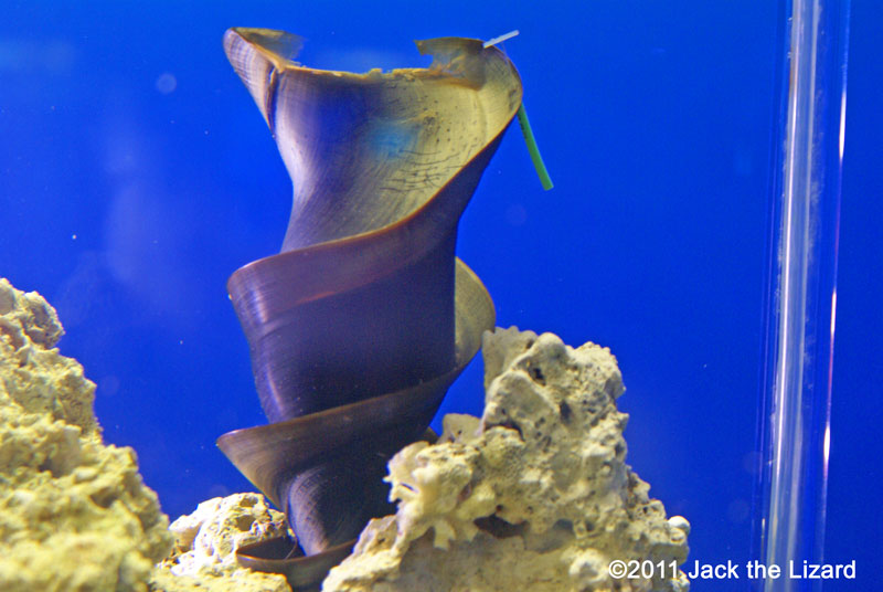 An egg of Japanese bullhead shark