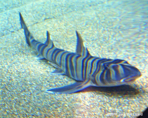 Zebra bullhead shark