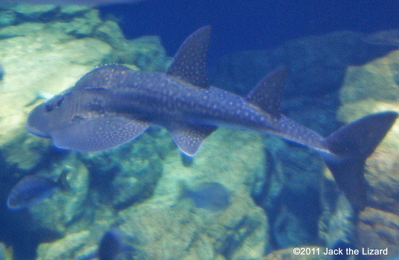 Bowmouth guitarfish