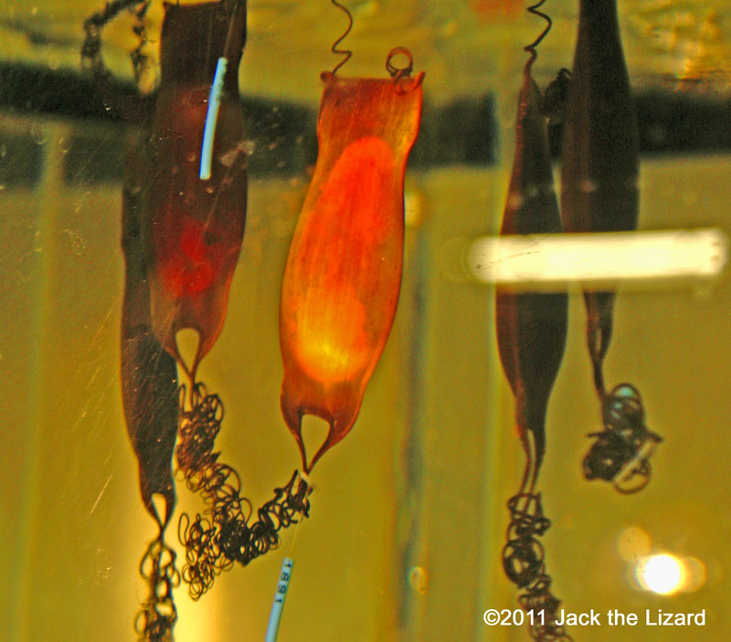 Eggs of Brown shyshark