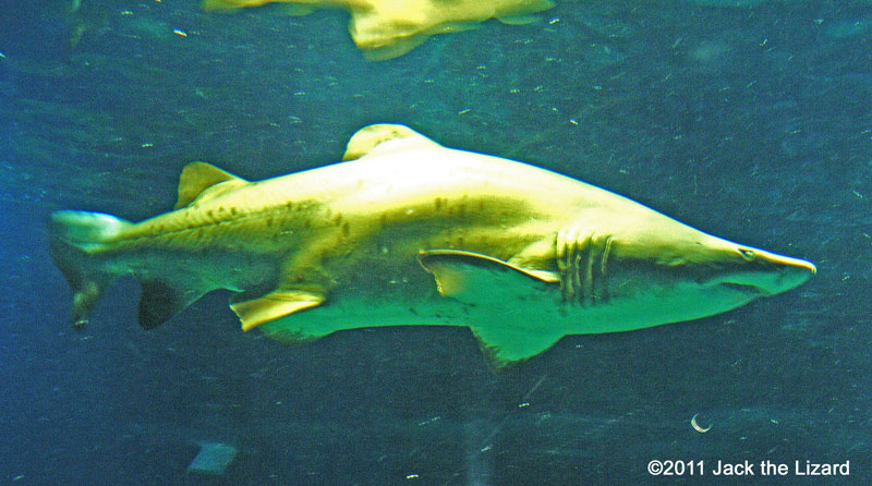 Sand Tiger shark