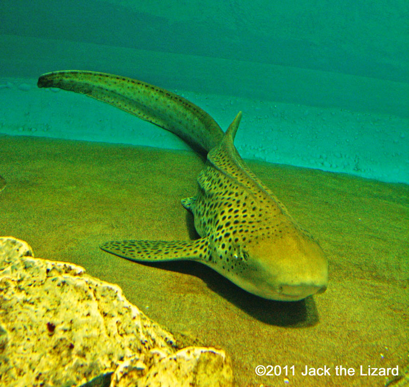 Zebra shark