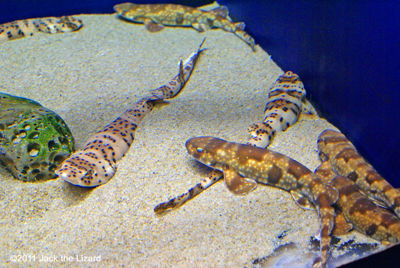 Cloudy catshark