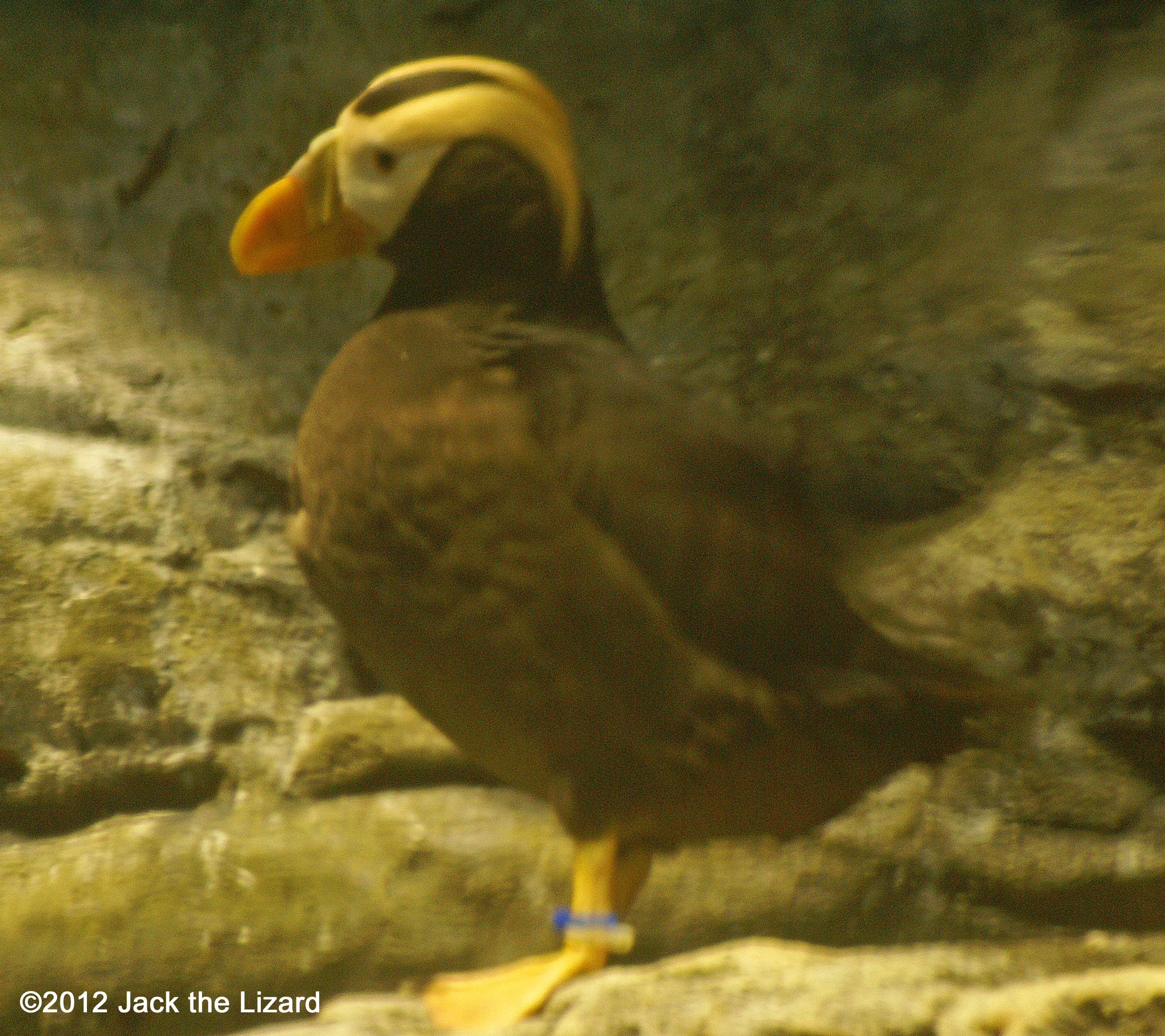 Tufted Puffin