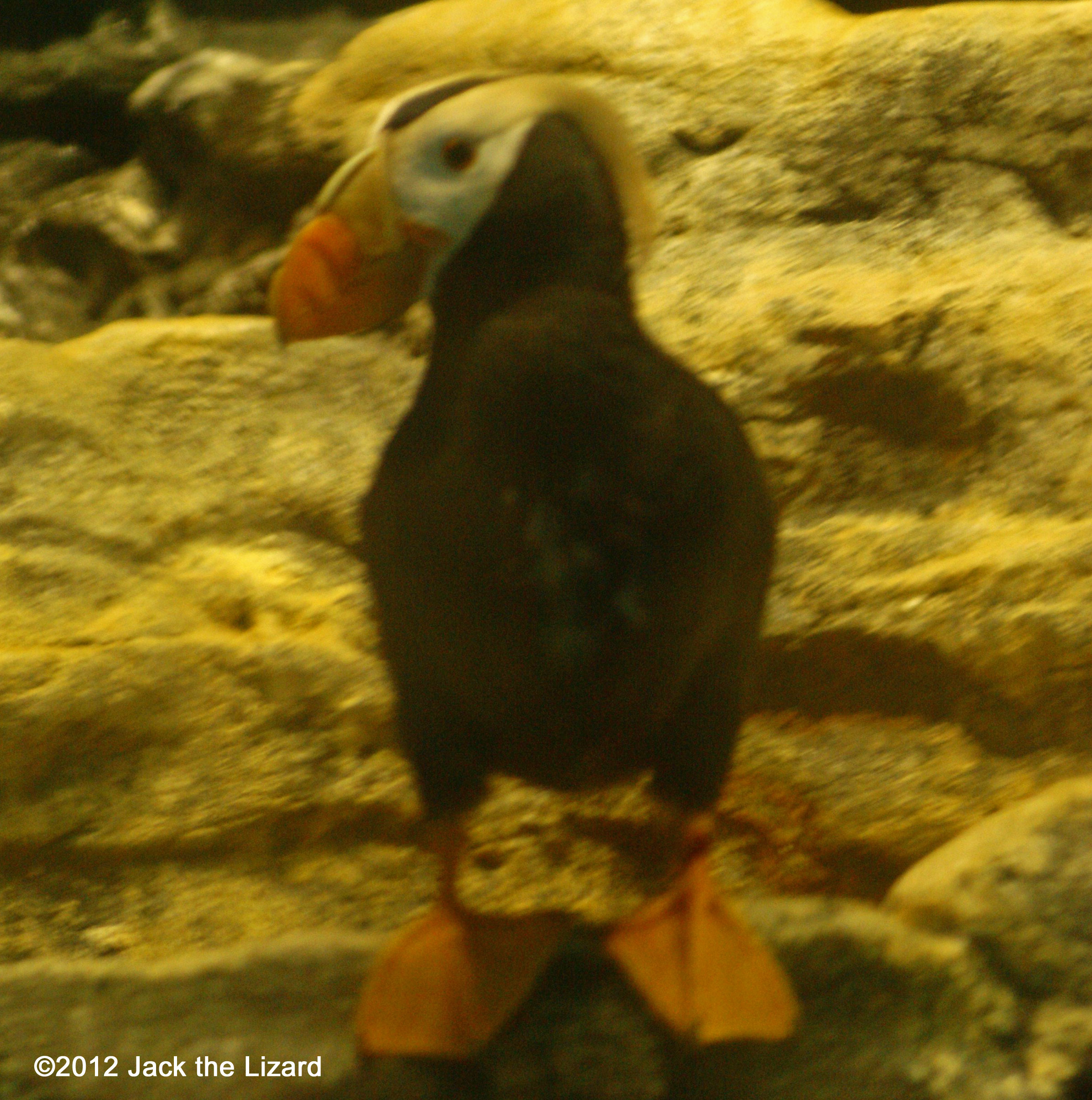 Tufted Puffin