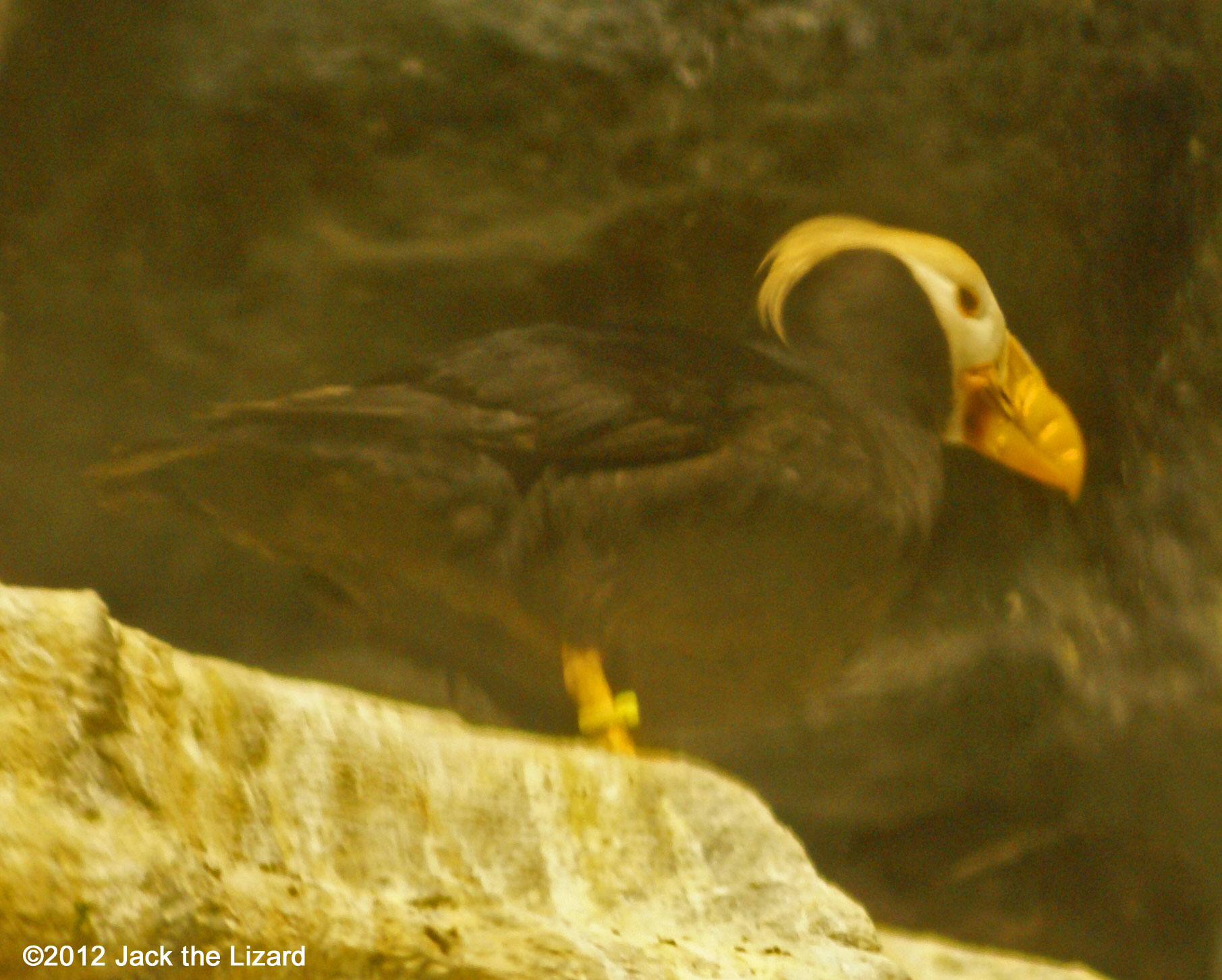 Tufted Puffin