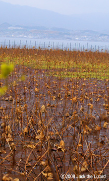 Lake Biwa by Lake Biwa Museum