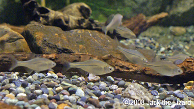 Freshwater fish in Lake Biwa, Lake Biwa Museum