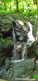 Rainforest, Bronx Zoo