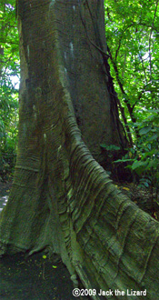 Rainforest, Bronx Zoo