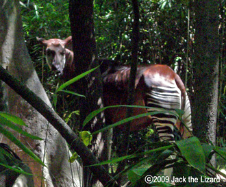 Okapi, Bronx Zoo