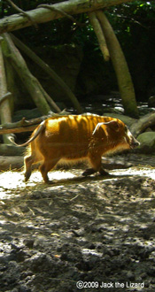 Red River Hog, Bronx Zoo