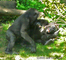 Western lowland gorilla, Bronx Zoo