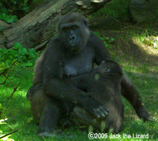 Western lowland gorilla, Bronx Zoo