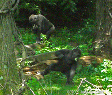 Western lowland gorilla, Bronx Zoo