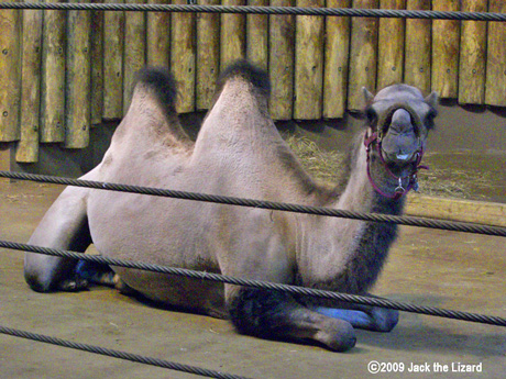 Bactrian Camel, Bronx Zoo