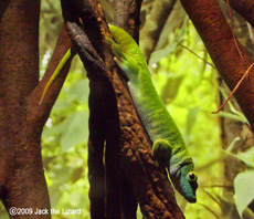 Madagascar, Bronx Zoo